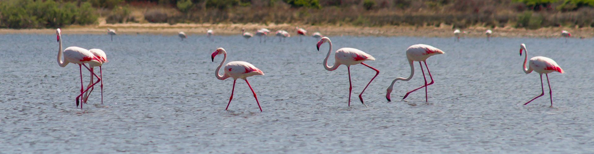 Flamingos waten durch die Lagune von Torresalinas