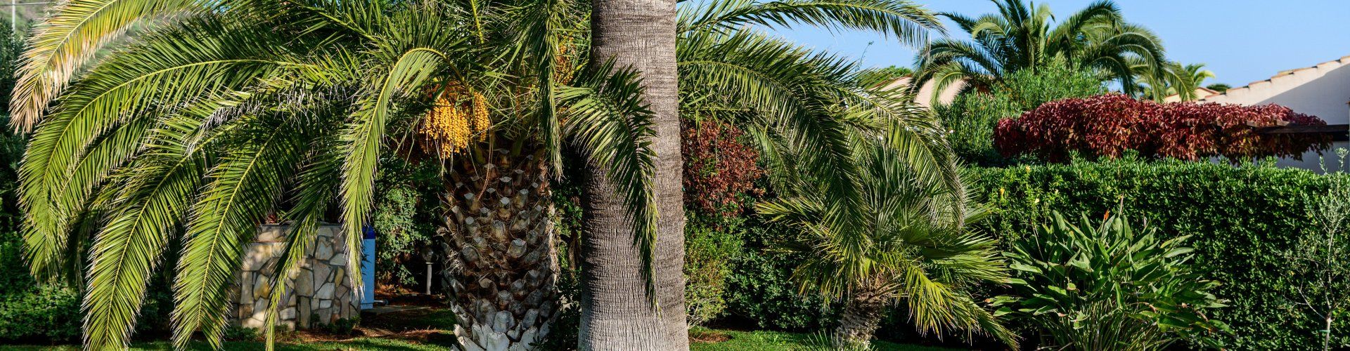 Villa Giangaleazzo | Garten mit Sonnenliegen unter Palmen Garten mit Sonnenliegen unter Palmen