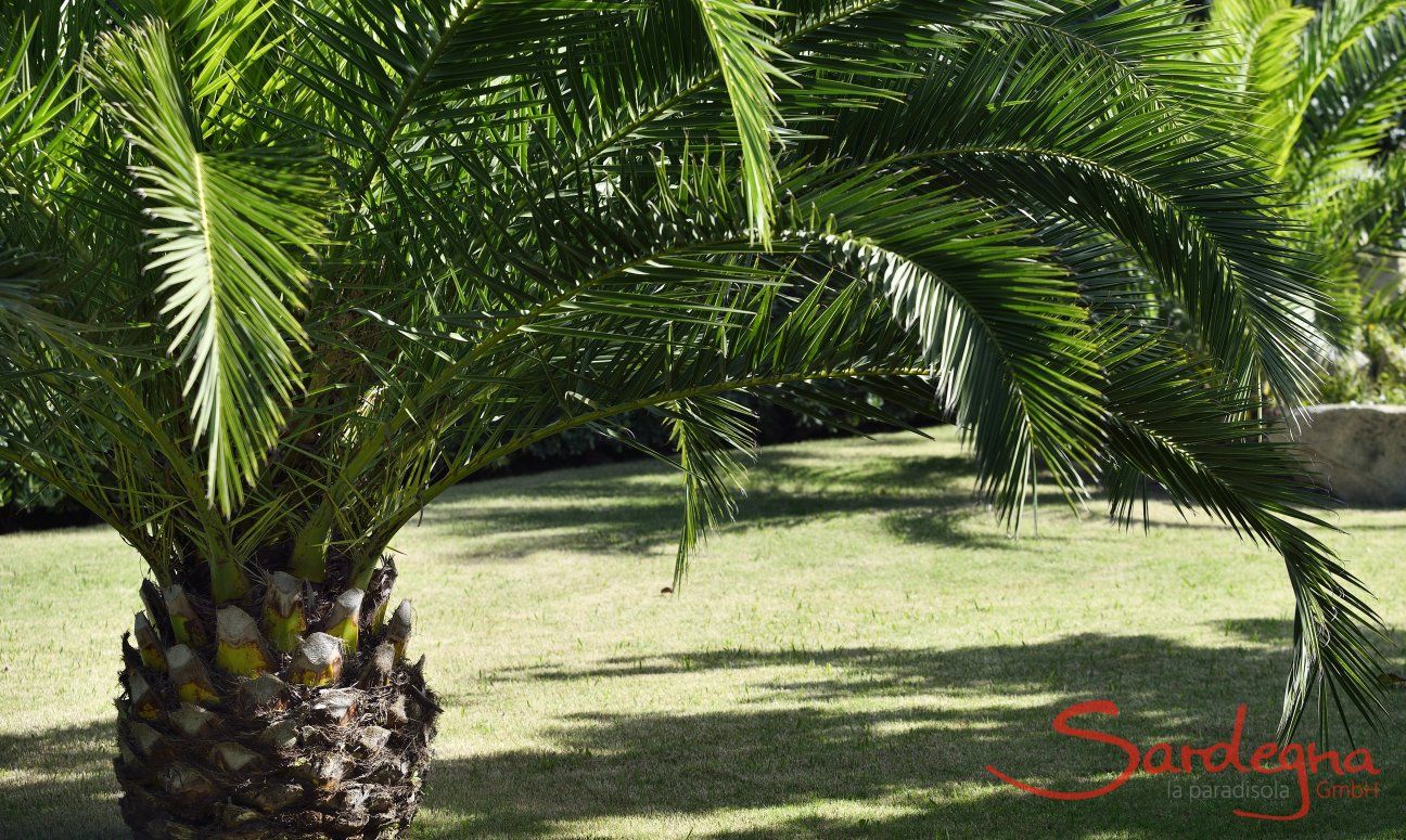 Villa Rosamar | Palme im gepflegten Garten Palme im gepflegten Garten