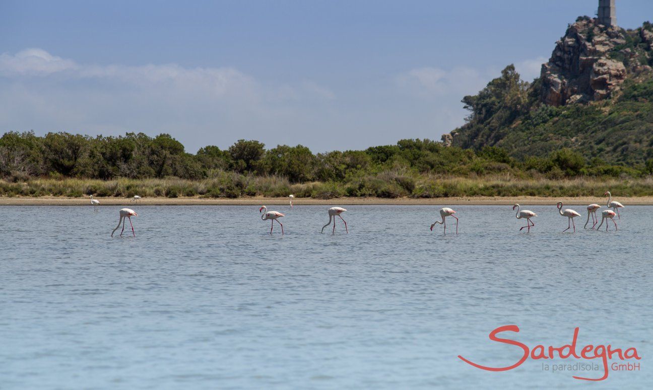 Villa Bau Cannas | Torresalinas Flamingos Torresalinas Flamingos