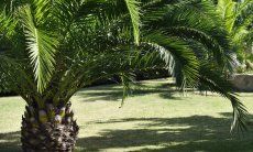 Villa Rosamar | Palme im gepflegten Garten Palme im gepflegten Garten