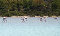 Villa Philippine | Flamingos auf dem Weg zum Haus Flamingos auf dem Weg zum Haus
