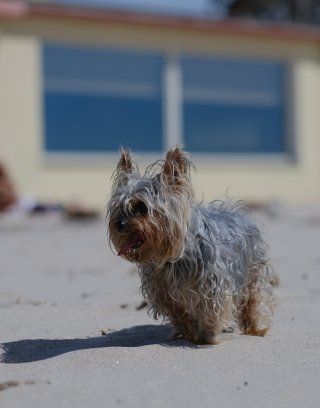 Hundestrand am Strand von Cagliari, Hauptstadt von Sardinien