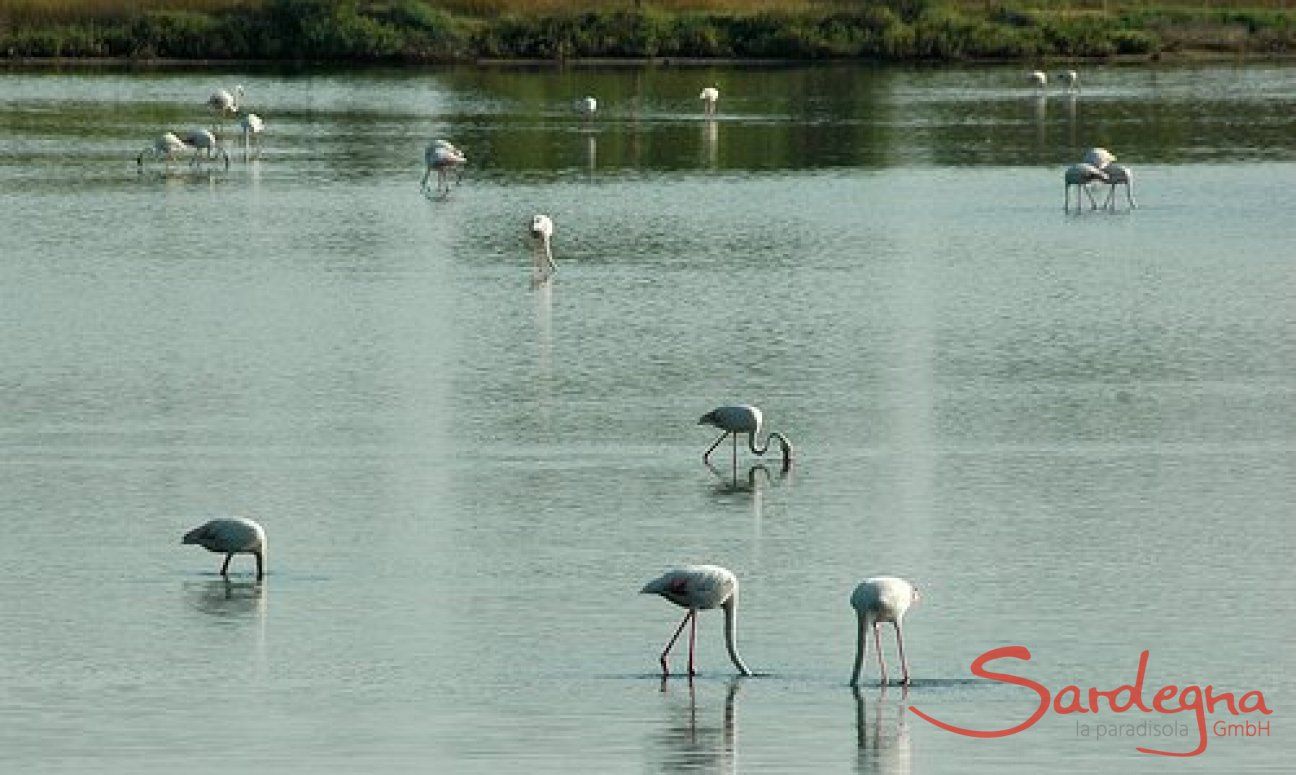 Naturreservat von Colostrai mit Flamingos
