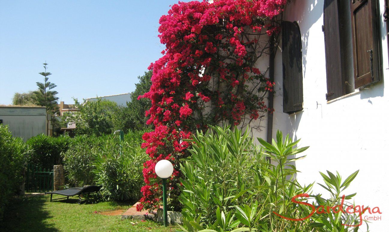 Villa ToreMari | Bougainvilla im Garten Bougainvilla im Garten