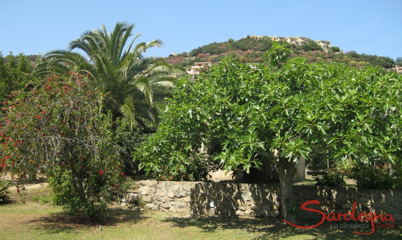 Villa Roberta | Feigenbaum im Garten hinter dem Haus Feigenbaum im Garten