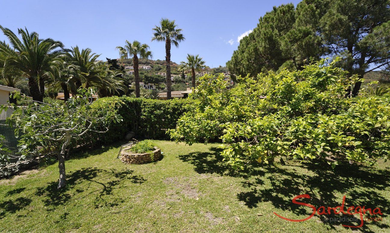 Villa Bua | Garten hinter dem Haus mit Zitronenbaum Garten hinter dem Haus mit Zitronenbaum