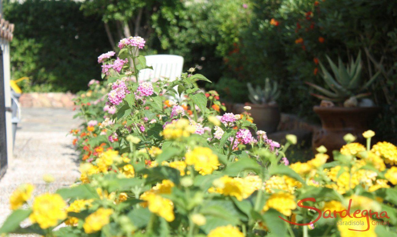 Villa Monica | Blumen im Garten von Villa Monica Sardinien