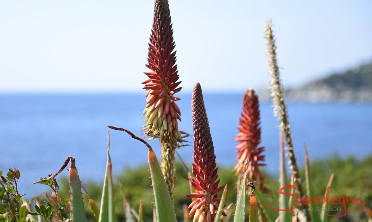 Meer und Natur