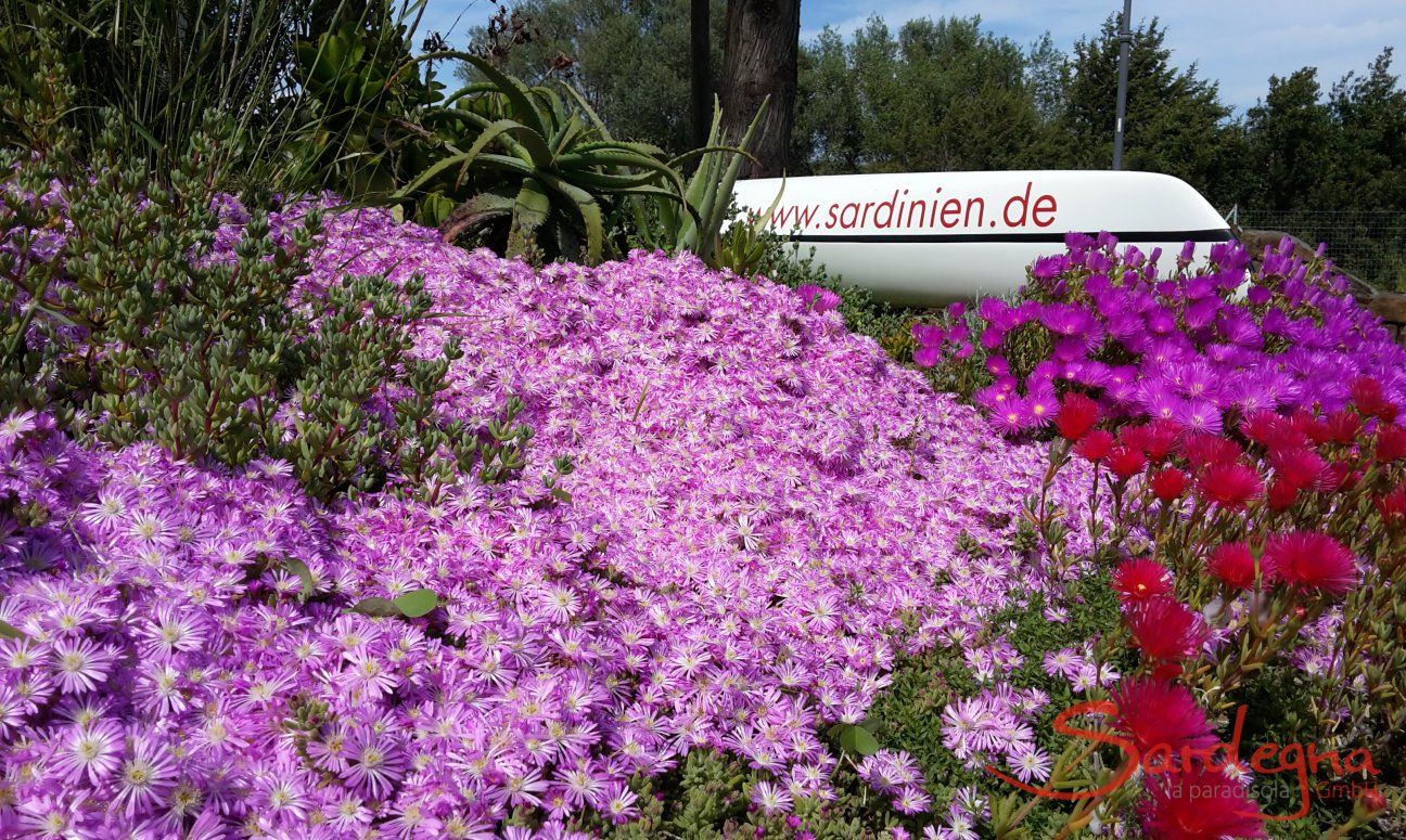 Villa Caterina | Bunte Blumen im Garten Sardinien