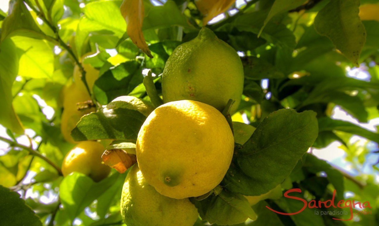 Mediterraner Zitrusbaum im Garten 