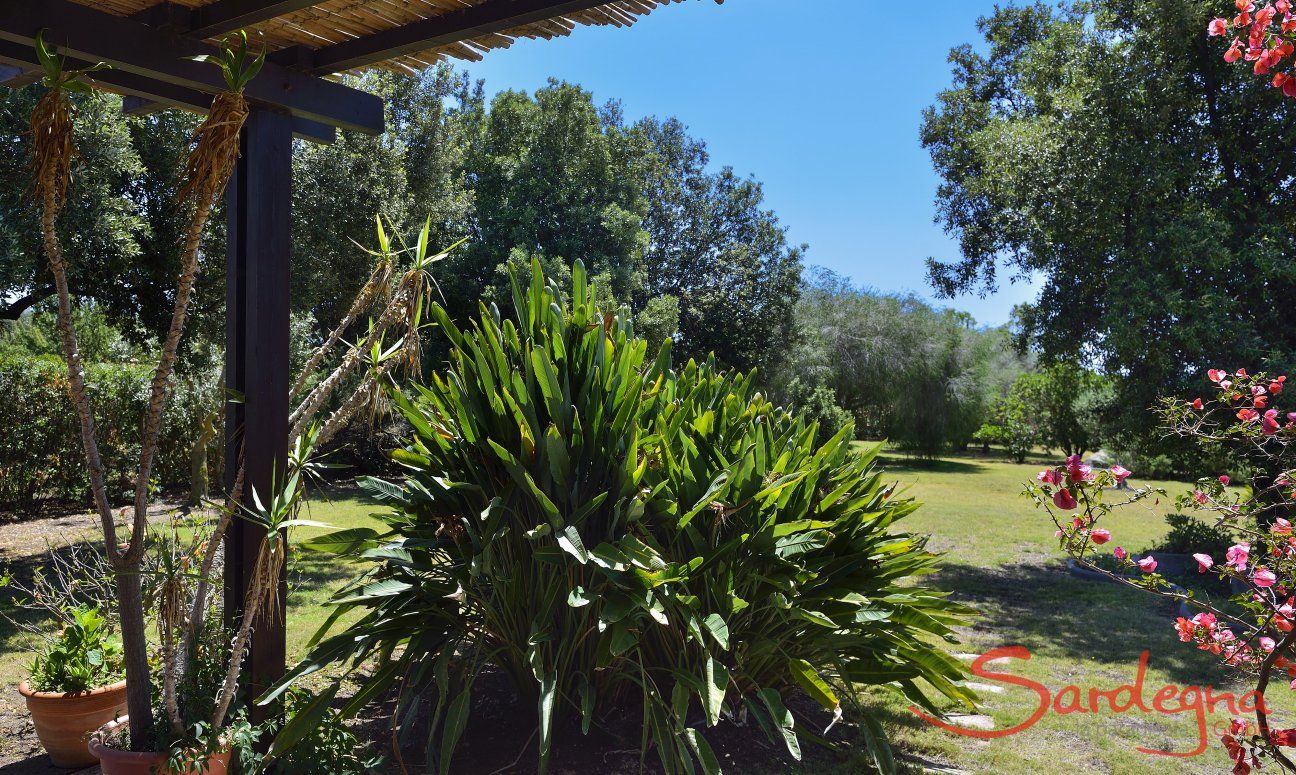 Exotische Pflanzen vor der Terrasse