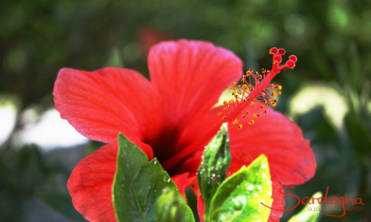 Riesige Hibiskussträucher vor der Terrasse