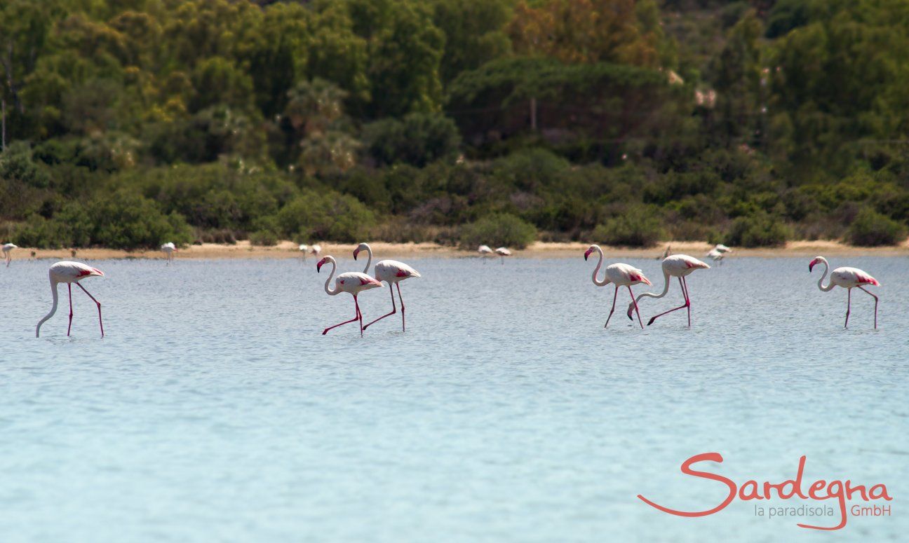 Flamingos auf dem Weg zum Haus