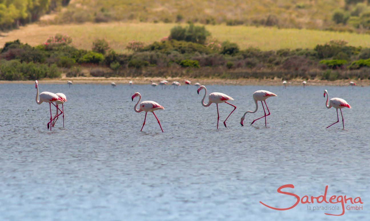 Flamingos waten durch die Lagune von Torresalinas