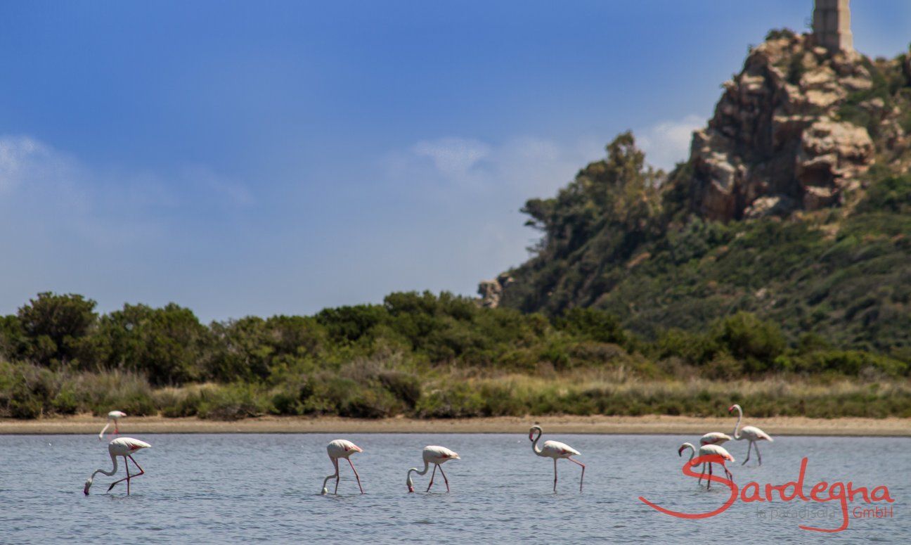 Villa Caroline | Torresalinas Flamingos Flamingos auf dem Weg zu Villa Beatrice