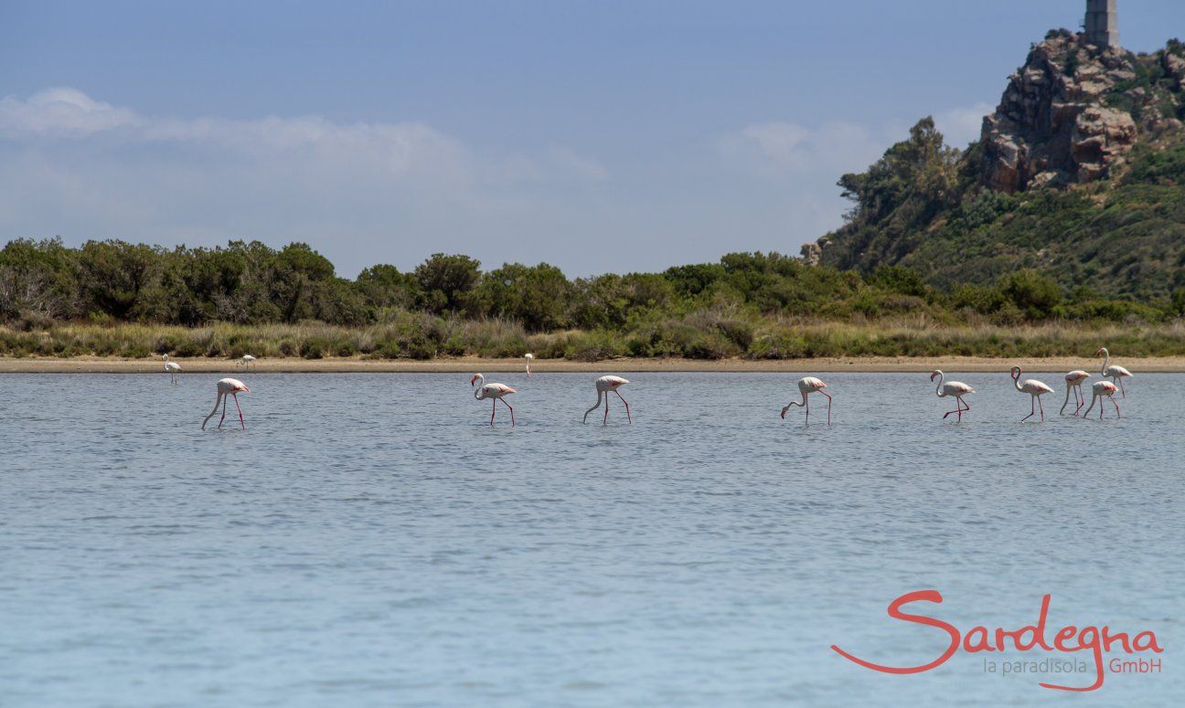 Torresalinas Flamingos