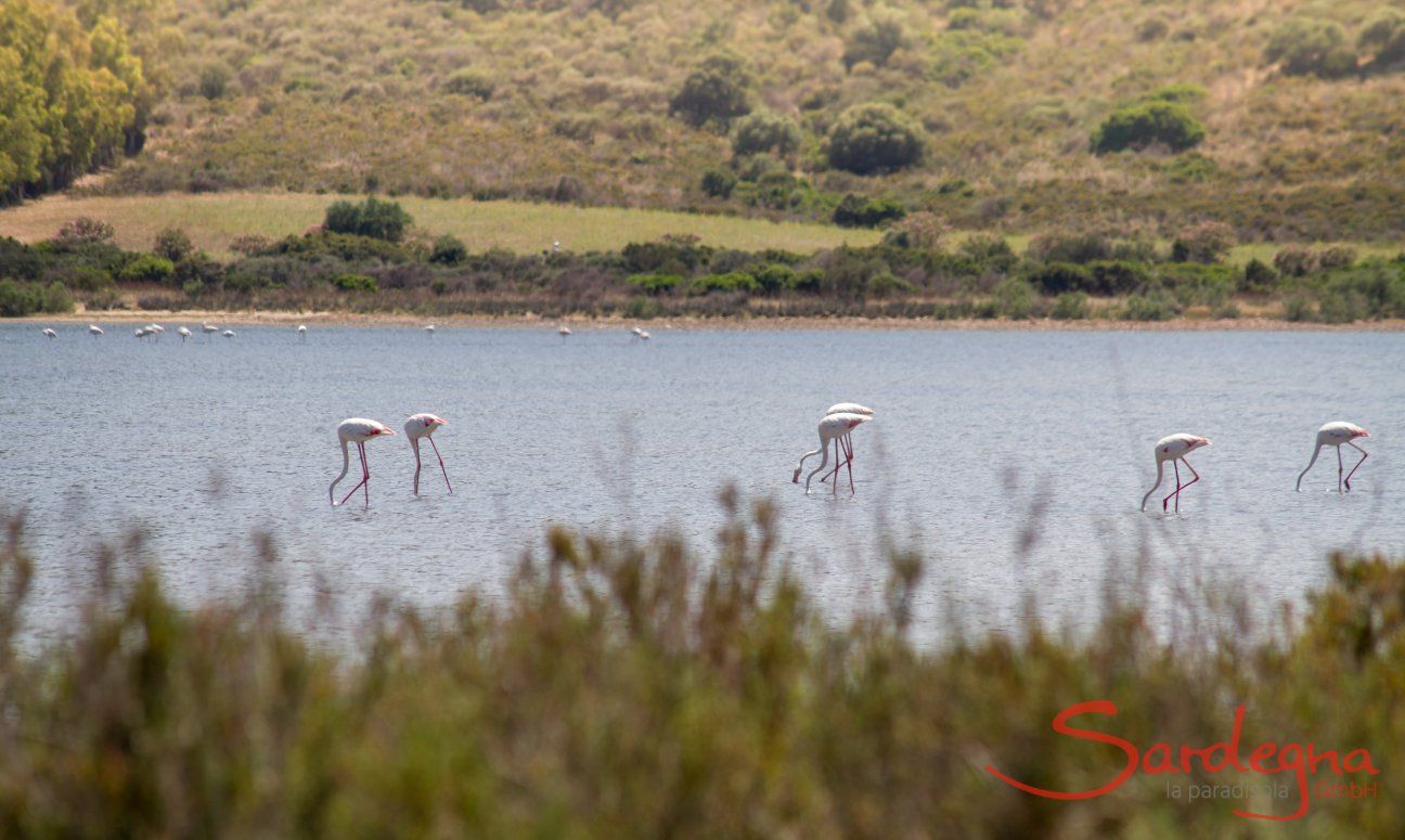 Feuchtgebiet von Muravera mit Flamingos