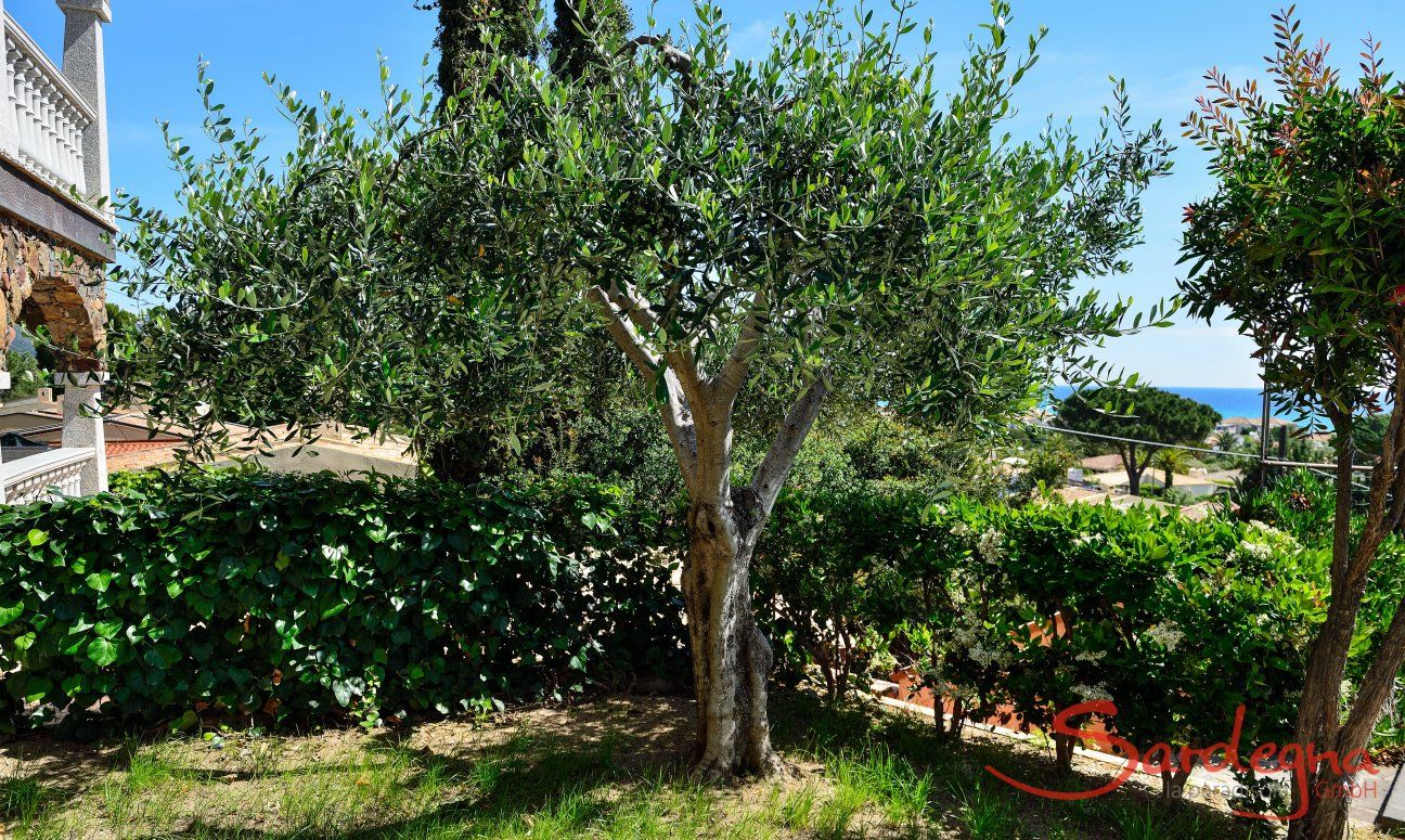 Apartment Castededdu 8 | Kleiner, mediterraner Garten mit Meerblick New Picture 2018