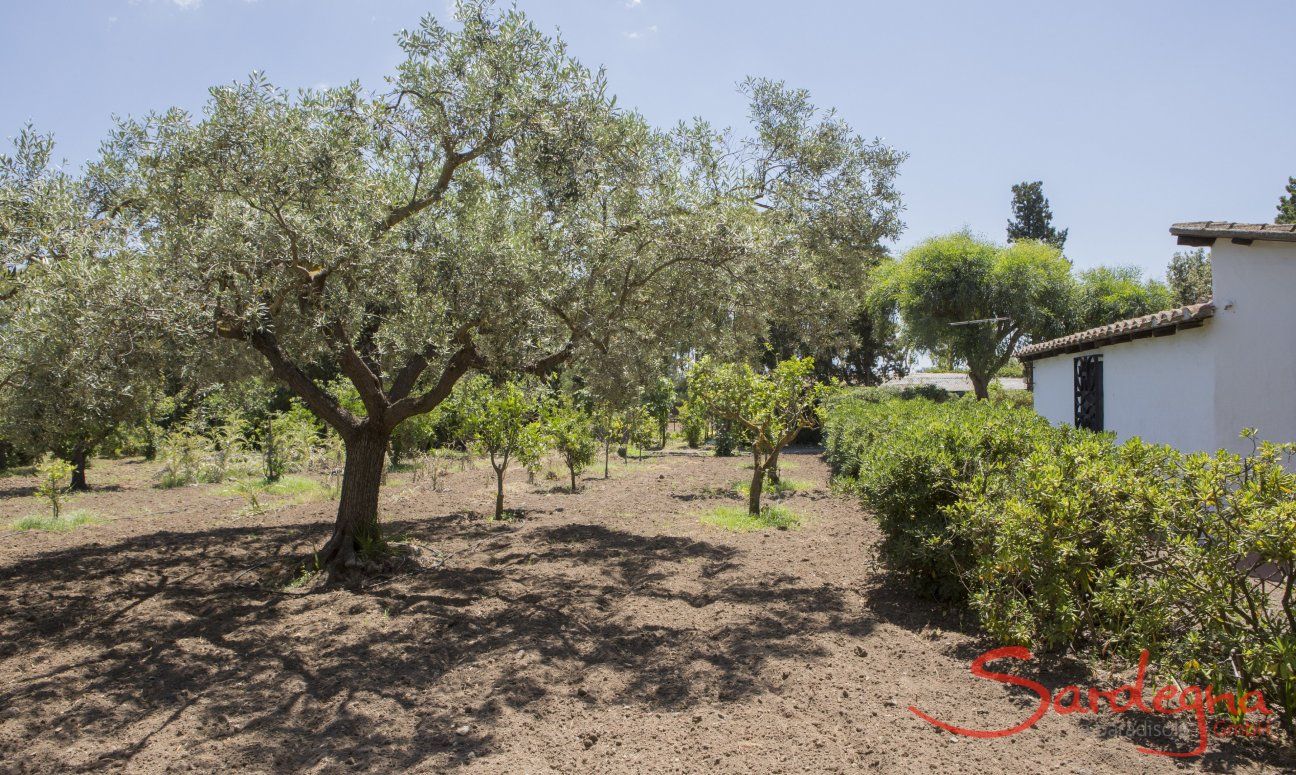 Casa Su Faru 5 | Lage des Hauses mitten im Obsthain Lage des Hauses mitten im Obsthain