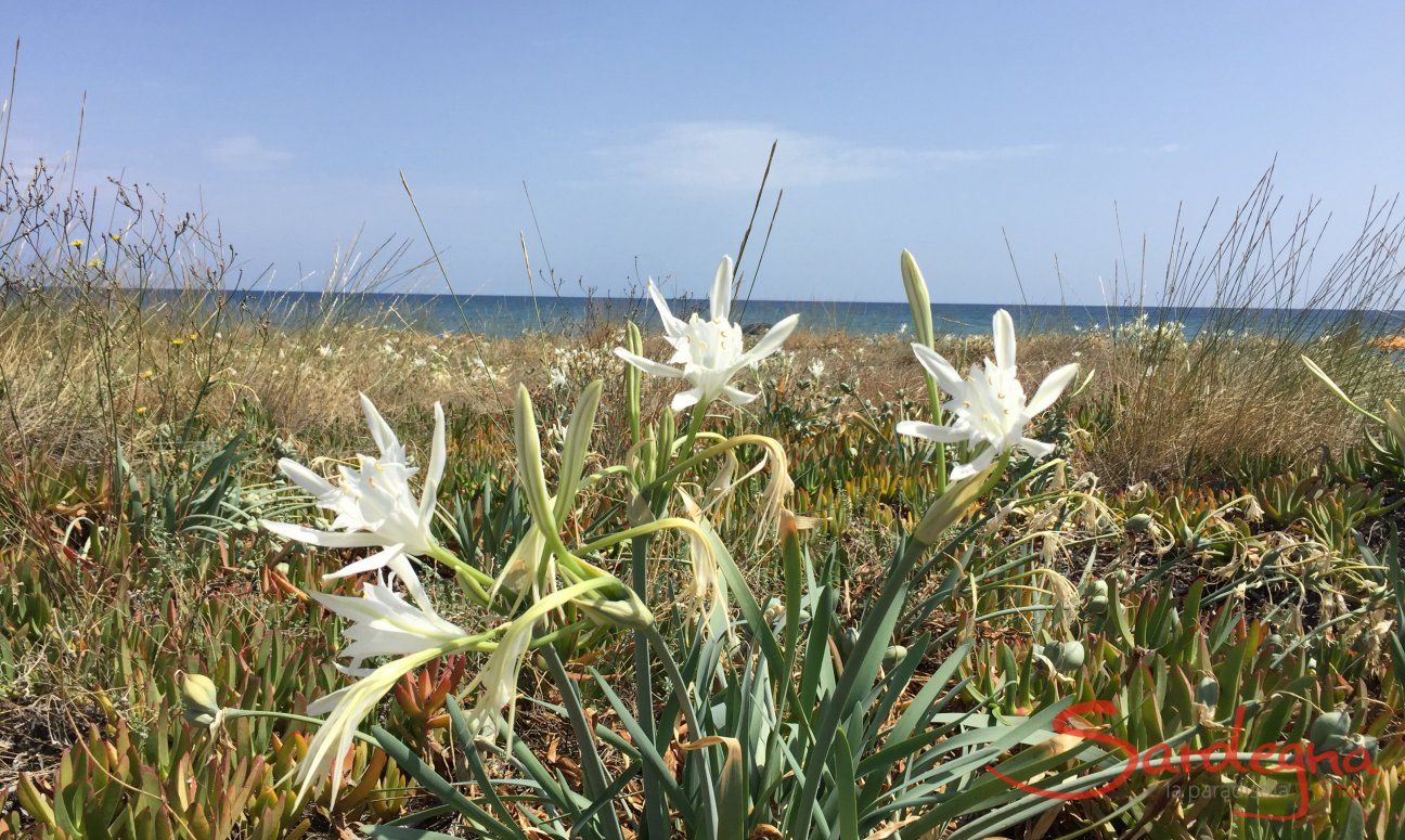 Villa Bau Cannas | Blühende Strandlilien am Meer von Torre Salinas Strandlilien -Sea Daffodil - Gligli di mare