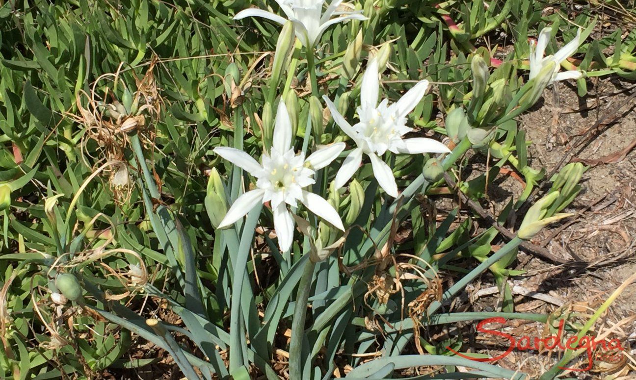 Strandlilien 