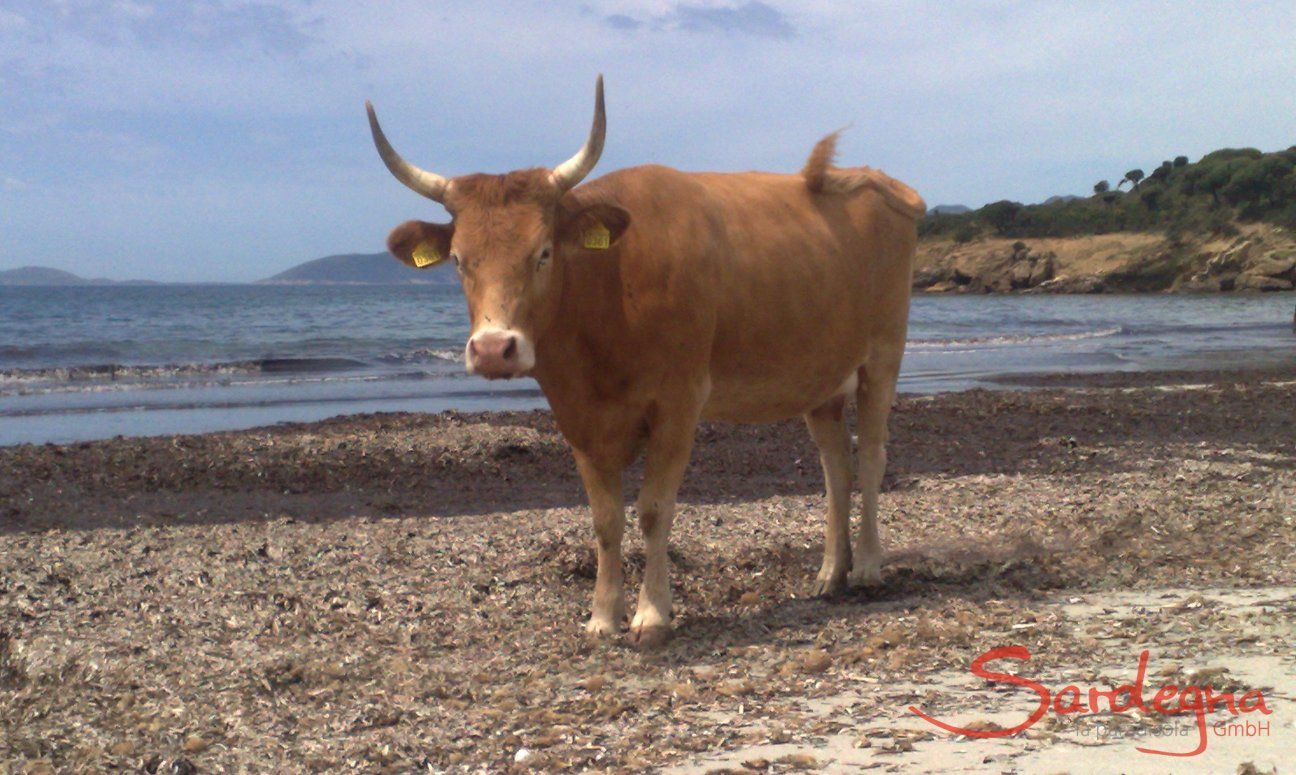 Chia | Sonnenbadende Kuh am Strand von Piscinni 