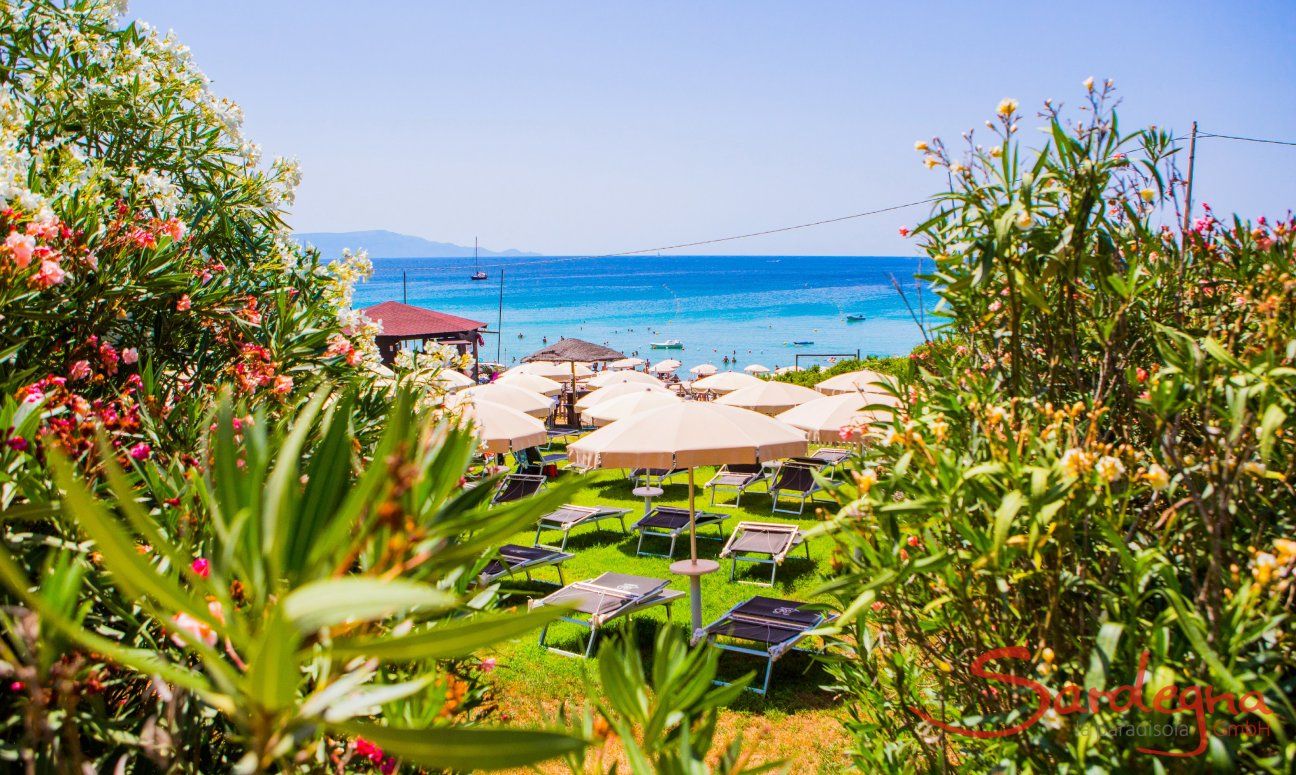 Blick über Oleanderbüsche und Sonnenschirme auf das blaue Meer vorm Strand Le Bombarde Alghero