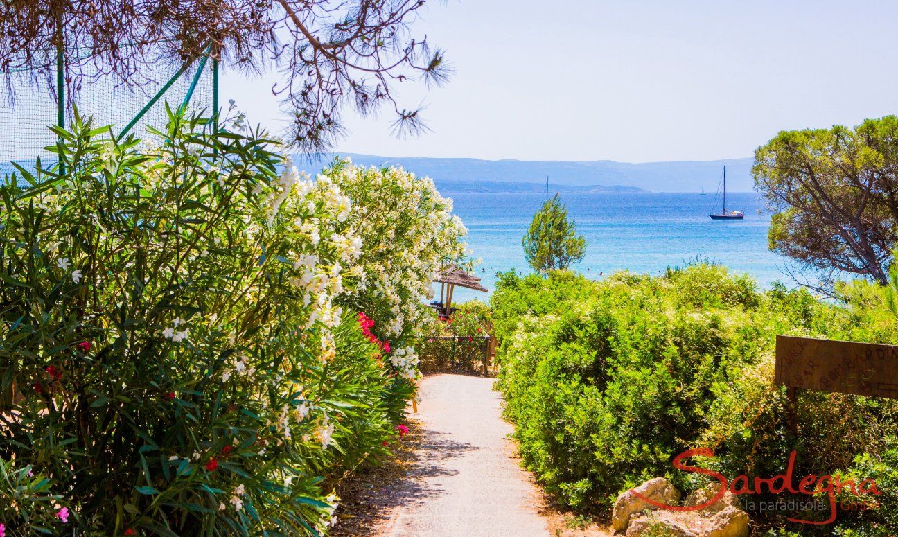 Weg durch grüne mediterrane Macchia zum Strand Le Bombarde Alghero