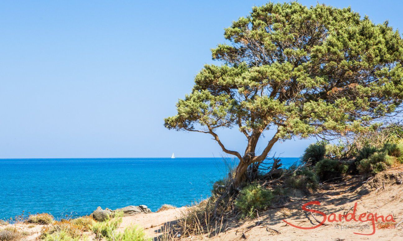 Vom Wind geformter Wocholder und Blick aufs Meer von Capo Ferrato