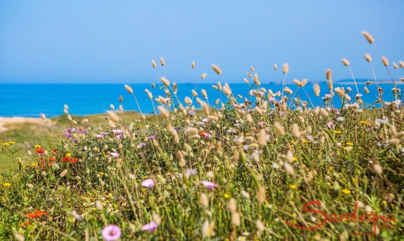 Wilde Kornblumen am Strand von Is Arutas