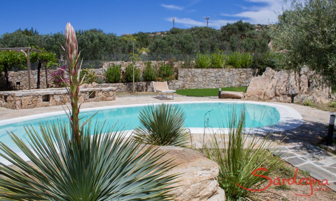 Villa Oleandro | Pool mit Agaven im Garten Pool Villa Oleandro, Porto Rotondo, Nordsardinien