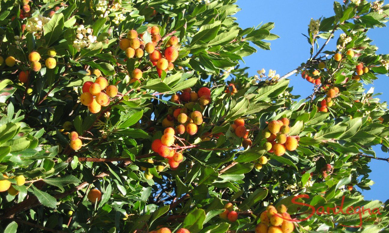 Erdbeerbaum
