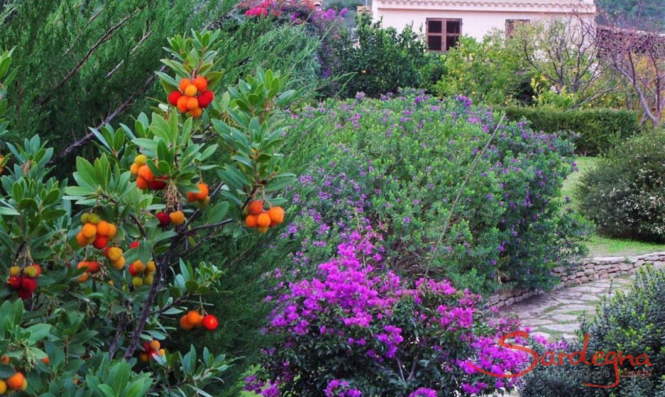 Villa Ulivi 27 | Garten mit blühenden Sträuchern V. Ulivi 27