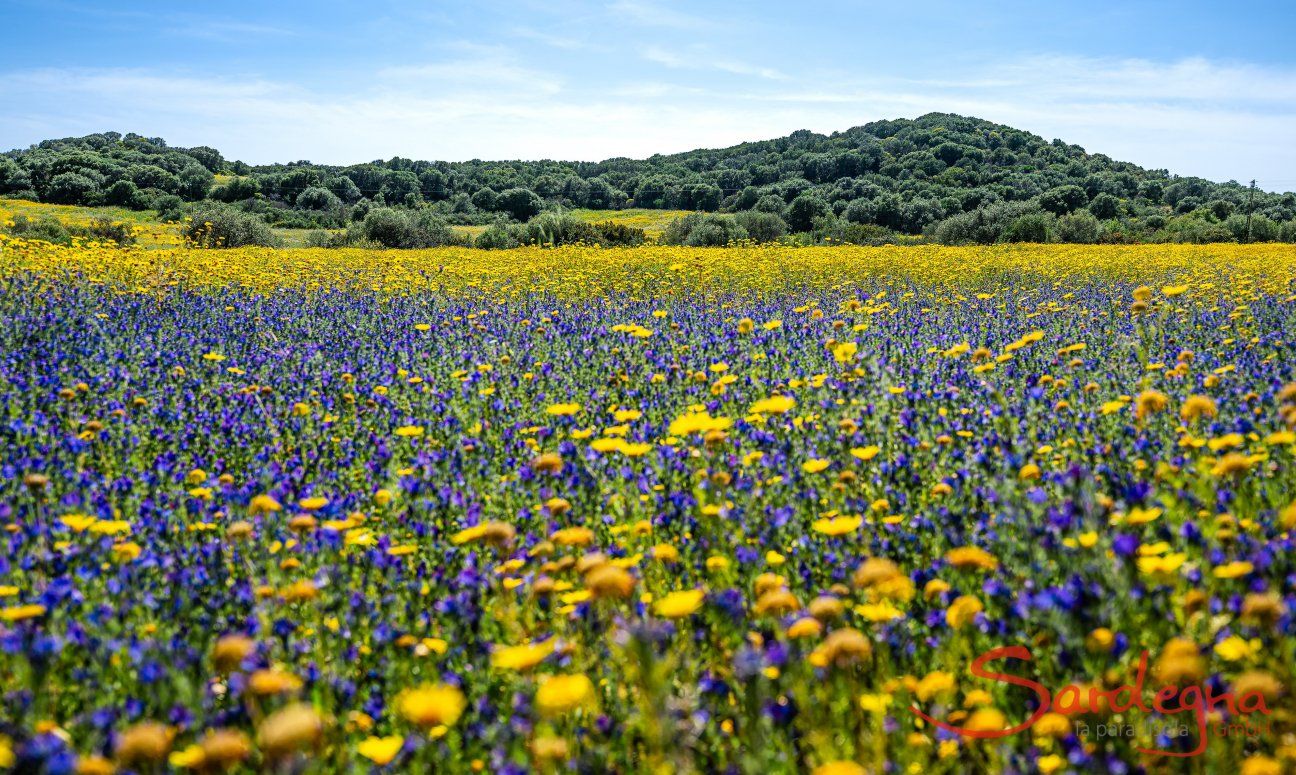 Villa Fiori 3 | Landschaft mit Blumenwiese im April bei Villa Fiori 3 New Picture 2025