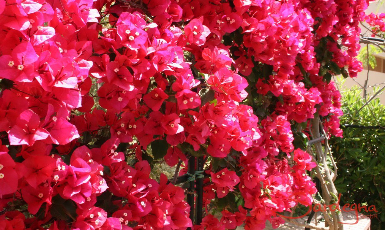 Villa Zoello 10 | Blühender Bougainville im Garten Blumen im Garten