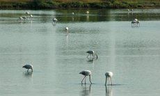 Naturreservat von Colostrai mit Flamingos