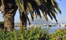 Unter großen Palmen sieht man den Hafen von Porto San Paolo und die Insel Tavolara 