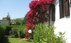 Villa ToreMari | Bougainvilla im Garten Bougainvilla im Garten