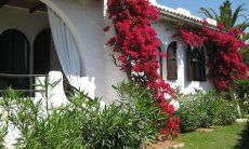 Villa ToreMari | Grüner Garten und blühende Bougainville vor der Terrasse Villa ToreMari