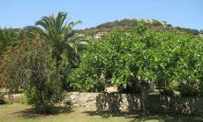Villa Roberta | Feigenbaum im Garten hinter dem Haus Feigenbaum im Garten