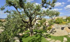 Casa Grecino | Jahrhundete alter Olivenbaum Olivenbaum im Garten