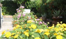 Villa Monica | Blumen im Garten von Villa Monica Sardinien