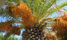 Villetta Quattro | Palme vor dem Einlieger Appartement Detail