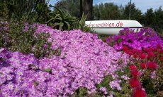 Villa Caterina | Bunte Blumen im Garten Sardinien