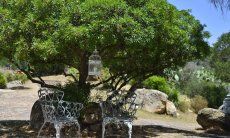 Villa Fiori 1 | Sitzecke zum Entspannen unter Pinien Sitzecke zum Entspannen unter Pinien