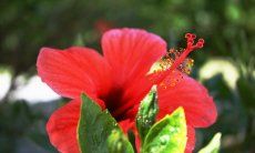 Riesige Hibiskussträucher vor der Terrasse