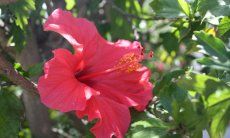 Villa Serena | Hibiscusblüten im Garten Rote Hibiscusblüte vor grünen Blättern