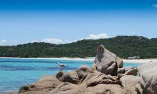 Eine Möwe sitzt auf faszinierend geformtem Felsen vor dem Strand Liscia Ruja