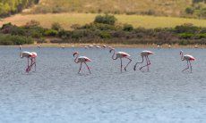 Flamingos waten durch die Lagune von Torresalinas